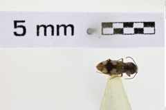 Foto (Dorsalansicht) von Rivulicola variegatus (Macleay, 1872) (NHMW-ZOO-COL-0008534)